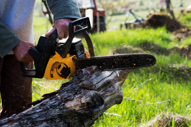 How Our Tree Care Process Works  in  Anthony, KS